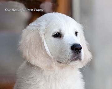 Why buy a golden retriever puppy for sale if you can adopt and save a life? White Golden Retriever Puppies,English,Cream,AKC CERTIFIED ...