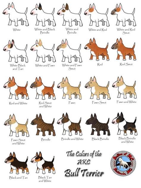 Rare colours bulldogs romania flavour. Bull Terrier Standards