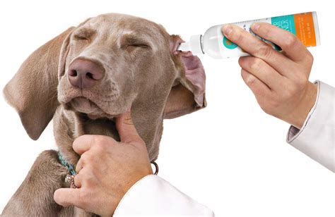 Dog Ear Cleaning Solution Natural Approach Cleaning Home Made