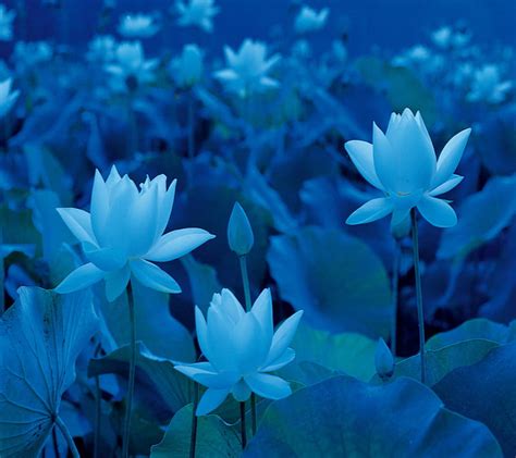 Blue Lotus Hd Wallpaper Peakpx