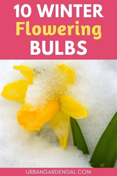 10 Winter Flowering Bulbs Urban Garden Gal
