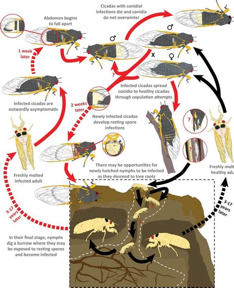 Psychoactive Parasitic Fungus Turning Cicadas Into Hyper Sexual ‘zombies Au