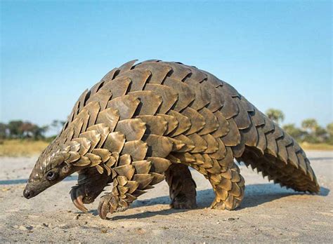 Did pangolins spread the china coronavirus to people? Cameroon burns a huge pile of Pangolin skins & scales ...