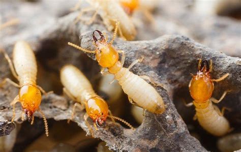 What Termite Season Means For Dallas Property Owners Evolve Pest Control