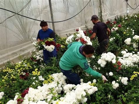 أعلنت وزارة الصحة الفلسطينية، اليوم، الخميس، ارتفاع حصيلة الشهداء في قطاع غزة جراء العدوان الإسرائيلي إلى 87 شهيدا بينهم 18 طفلا و7 سيدات. أزهار غزة من حلم التصدير إلى غذاءٍ للمواشي