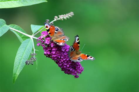 Gambar : daun, hijau, botani, Flora, fauna, invertebrata, merapatkan