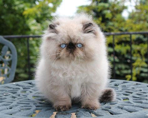 Male Blue Point Himalayan Persian Cat Pets Lovers