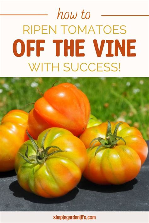 How To Ripen Tomatoes Off The Vine Tomato How To Ripen Tomatoes