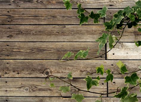 Light green wood texture background in square format. Green Leaf Wood Backgrounds 02-hd Pictures JPG For Free ...
