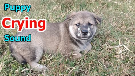 Dog Crying And Whining Loud ~ Dog Crying Sound Effect To Stimulate Your