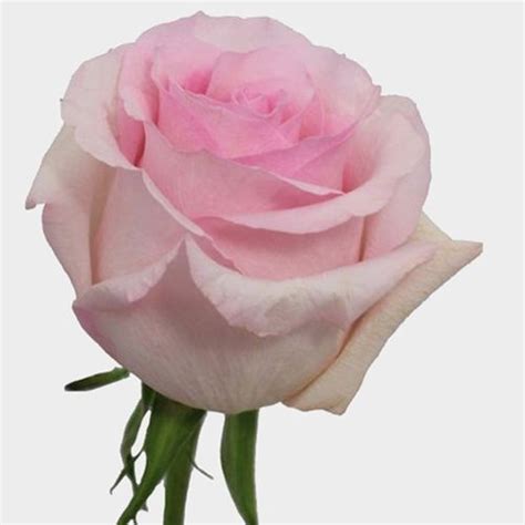 Rose Nena Light Pink 40 Cm Wholesale Blooms By The Box