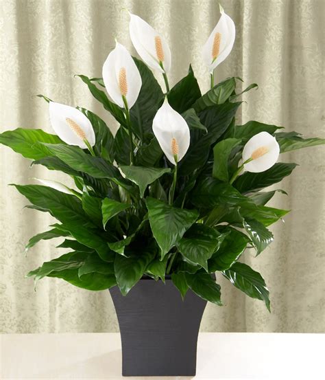 How do you care for peace lily plants? Peace Lily Care Tips - ProFlowers Blog
