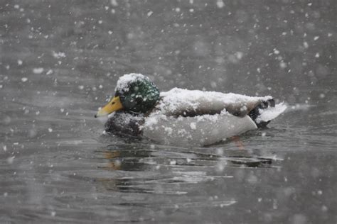Michigan Exposures Ducks In The Winter