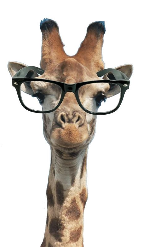 How to draw cute cartoon giraffe for kids step by step. Imgur: The most awesome images on the Internet. | Giraffe ...