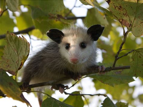 Benefits Of Opossums Are Possums Good To Have Around Baby Opossum