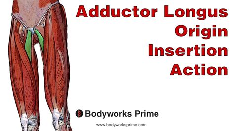 Adductor Longus Anatomy Origin Insertion And Action Youtube