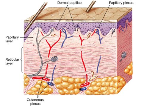 In The Skin What Is The Function Of The Papillary Layer Socratic