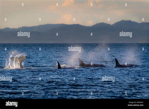 Northern Resident Orca Whale Pods Killer Whales Orcinus Orca A And G