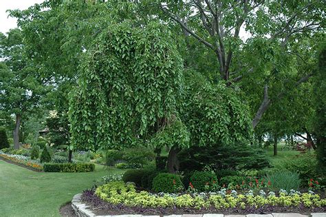 Plus, this tree form version of your favorite rose means versatility. Weeping Mulberry (Morus alba 'Pendula') in Chattanooga ...