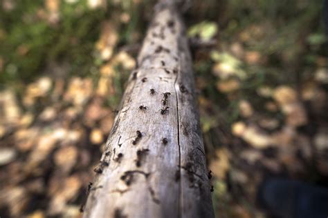 Tree Ant Infection Everything You Need To Know Trees Down Under