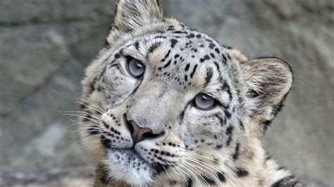 How Many Snow Leopards Are Left In The Wild A Quick Rundown On The Snow Leopard