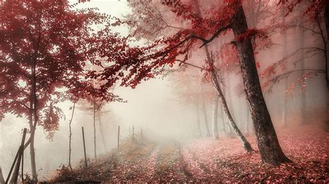 Foliage Path With Fog On Fall Season Nature Hd Wallpaper Peakpx