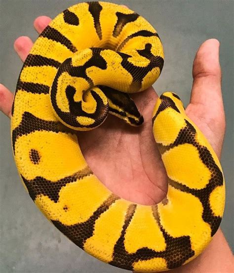 Super OD Enchi Fire Pretty Snakes Beautiful Snakes Most Beautiful