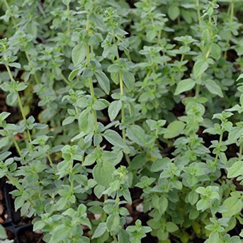Organic Gourmet Herb Collection Thyme Oregano Rosemary