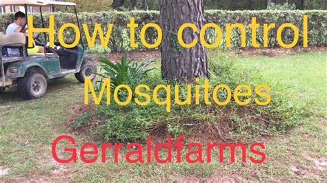 We did not find results for: How to kill mosquitoes in your yard - YouTube