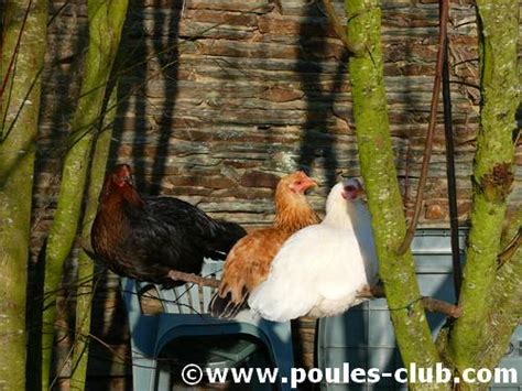 Découvrez notre sélection de poulaillers en kit de tailles différentes, qui vous permettront de faire un choix correspondant à vos besoins. Quels arbustes ou arbres planter dans l'enclos des poules