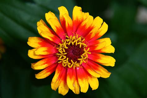 Filehippie Flower Virginia Forestwander Wikimedia Commons