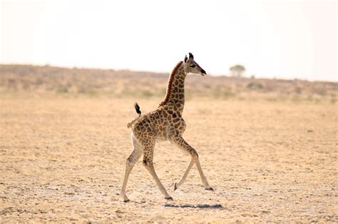 25 Best Photos Of Cute Baby Giraffes 500px