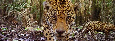 Youre A Jaguar National Geographic Society National Geographic