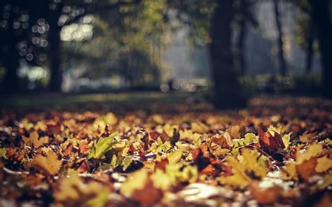Nature Autumn Forests Leaves Bokeh Depth Of Field Wallpaper 2560x1600