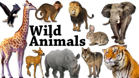 Learn Wild Animals Body Parts For Kids Learning Wild Animals Names