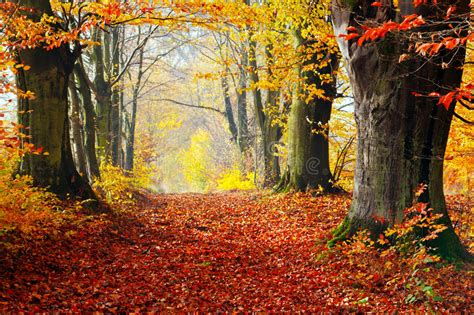 Autumn Fall Forest Path Of Red Leaves Towards Light Stock Image