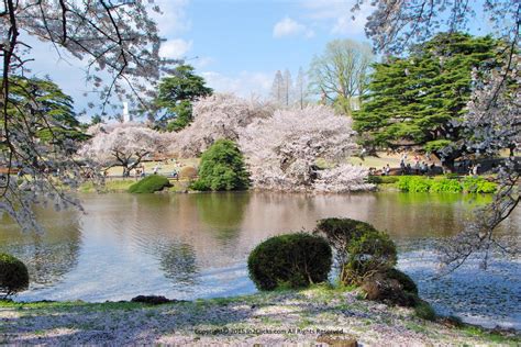 Cherry Blossom Images Of Japan Markspost Wordpress Blog