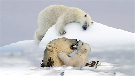 Cute But Deadly Top 10 Polar Bear Award Winning Images Of The Majestic