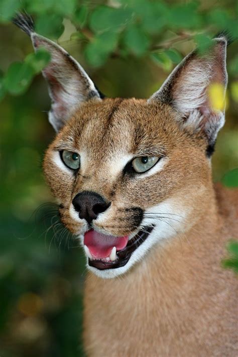 Caracal Caracal Photograph Courtesy Of And © Emdoneni Lodge And Game