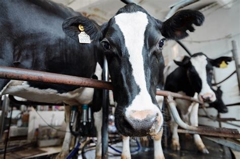 Como é A Alimentação Das Vacas Leiteiras Laticinios Taquari