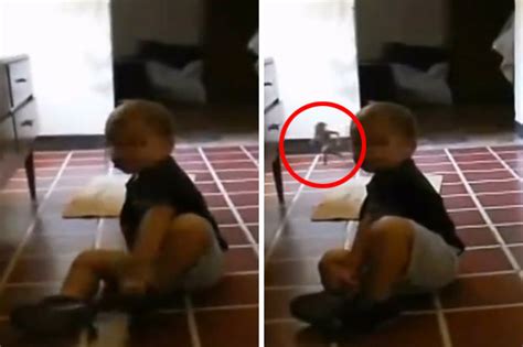 Argentina Mum Catches Goblin On Camera In Bizarre Footage Daily Star
