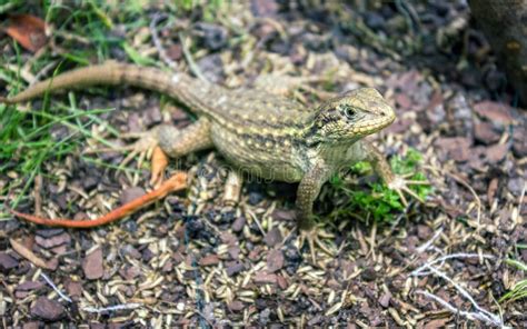 129 Curly Tailed Lizard Stock Photos Free And Royalty Free Stock Photos