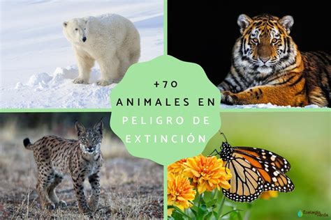 Animales En Peligro De Extincion En El Mundo