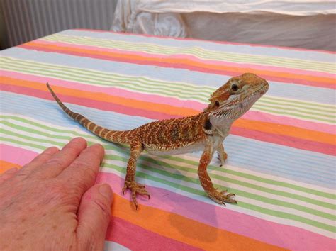 The importance of giving your bearded dragon a bath. Stunning Baby Bearded Dragons | Abingdon, Oxfordshire ...