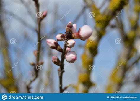 Pink Almond Flower Buds On Tree Branch Stock Photo Image Of Classic