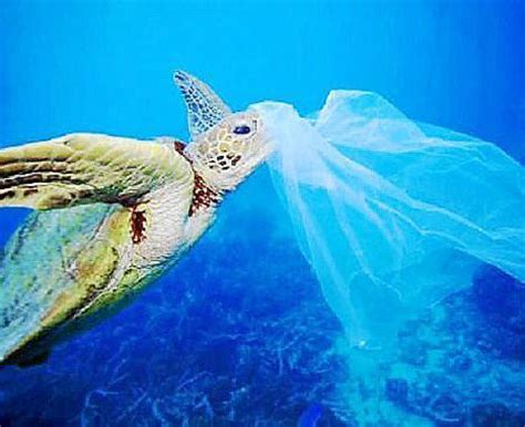 Plastic Pollution Communities Protecting Our Coast
