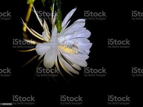Flower Lady Of The Night Stock Photo Download Image Now Plant