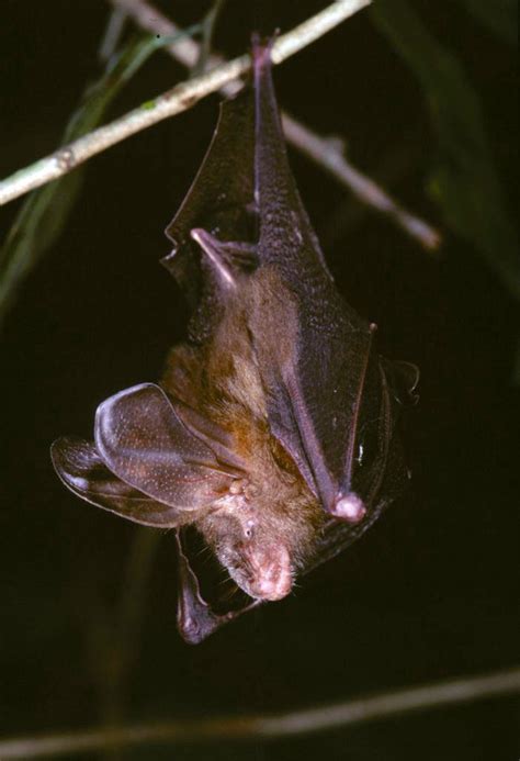 Dja Slit Faced Bat Bats Of Ivory Coast · Inaturalist