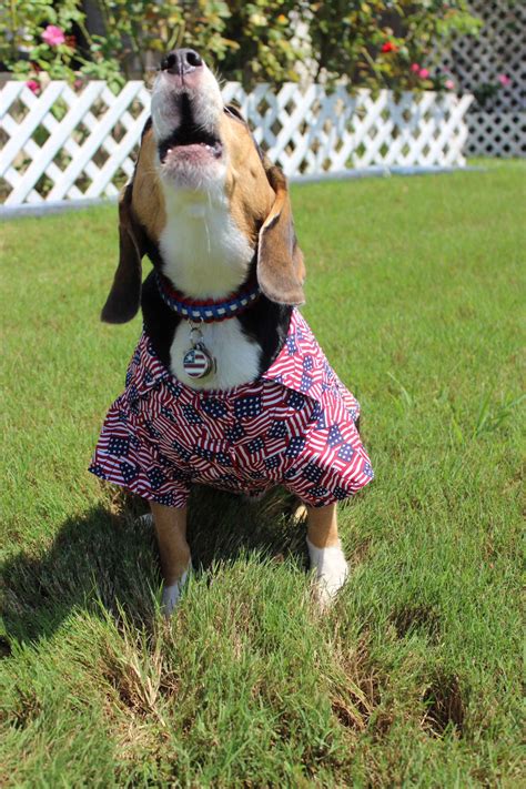 Happy Independence Day From Aston Martin The Wonder Beagle Baby