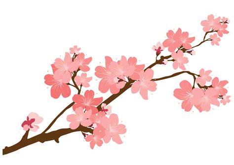 Clip Art Cherry Blossom Transparent Background Japan Cherry Blossom
